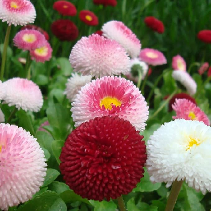 Seeds English Double Daisy Bellis perennis Mix - Perennial Flowers for Planting - GMO Free