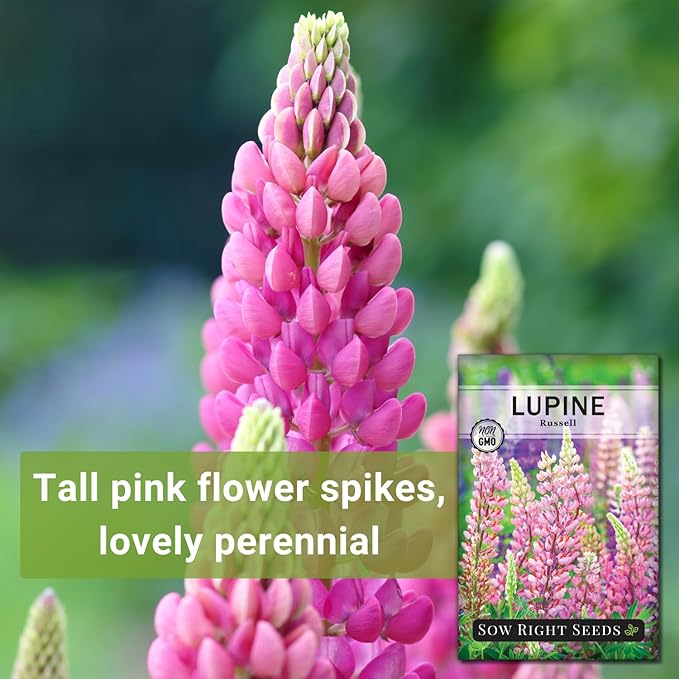 Sow Right Seeds - Russell Lupine Seeds for Planting - Non-GMO Heirloom Packet with Instructions to Plant in Your Garden - Perennial Flower to Attract Hummingbirds and Bees - Spiked Wildflower Mix (1)
