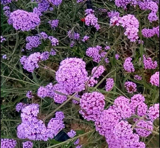 12000 Blue Vervain Flower Seeds Verbena Purpletop Vervain Verbena Officinalis