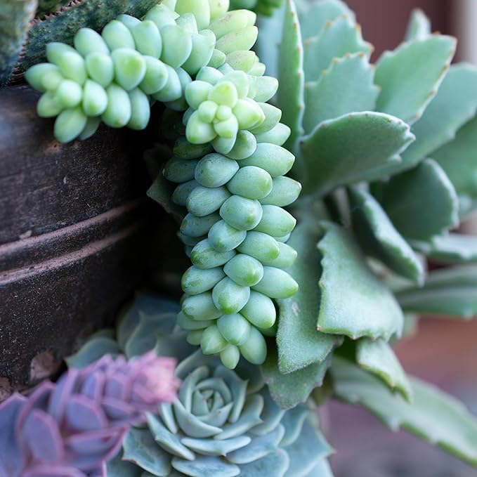 6" Sedum Burrito, Burros Tail Succulent Plants Live Succulent, Sedum Plants Live Succulents Plants Live Houseplants Live Indoor Plants Live Plants Indoor House Plants Indoors Live by Plants for Pets