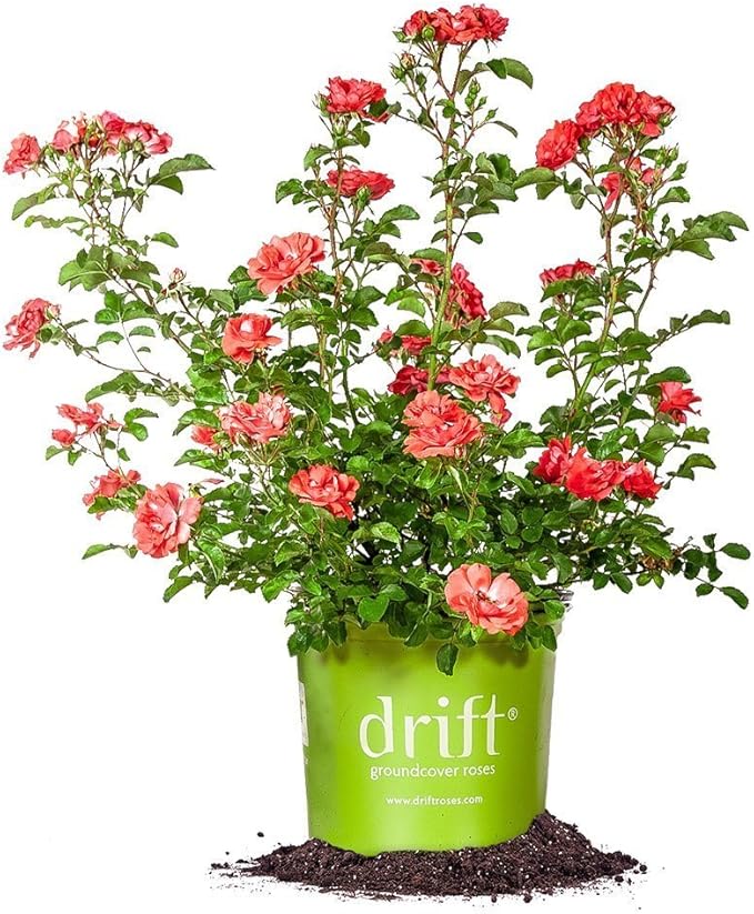 PERFECT PLANTS Drift Rose Live Plant, 1 Gallon, Coral Colored Petals and Green Stem