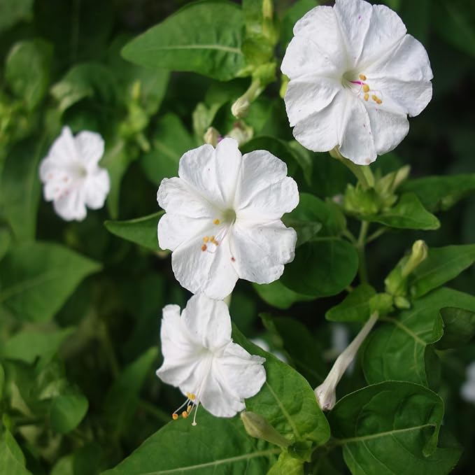 Outsidepride 1 lb. Perennial Mirabilis Jalapa Four O' Clock White Flower Seeds for Planting