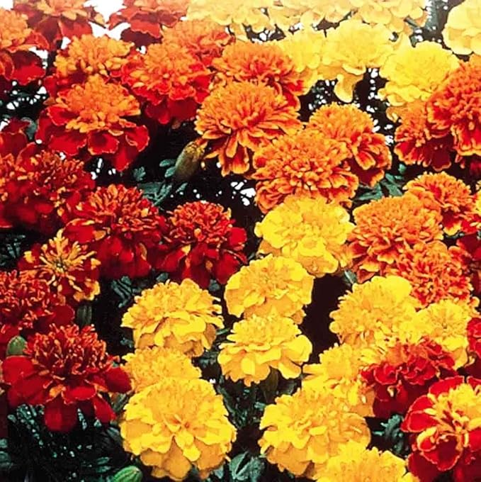 WULOONSO Mixed Marigold Flower Seed to Plant in Your Garden