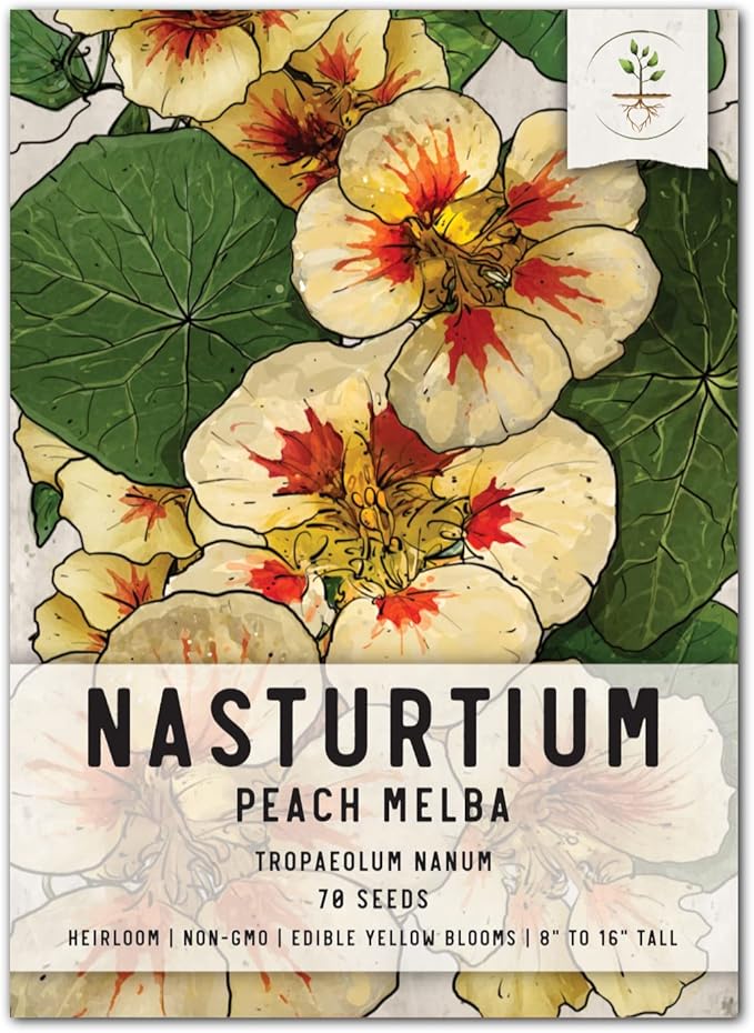 Seed Needs Peach Melba Nasturtium Seeds for Planting - Heirloom, Untreated & Open Pollinated - Edible Yellow Colored Flowers to Plant a Butterfly Garden (Small Pack)