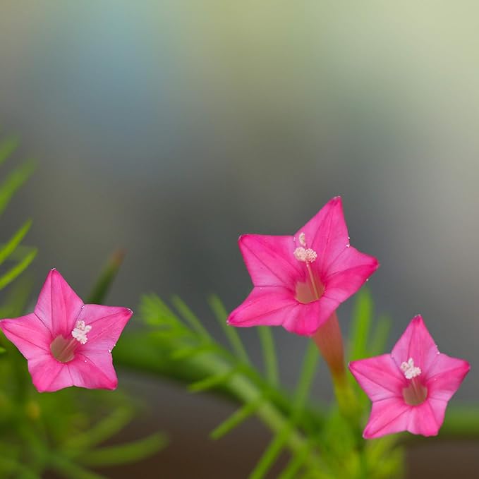 Outsidepride 200 Seeds Annual Rose Cypress Vine Flower Seeds for Planting