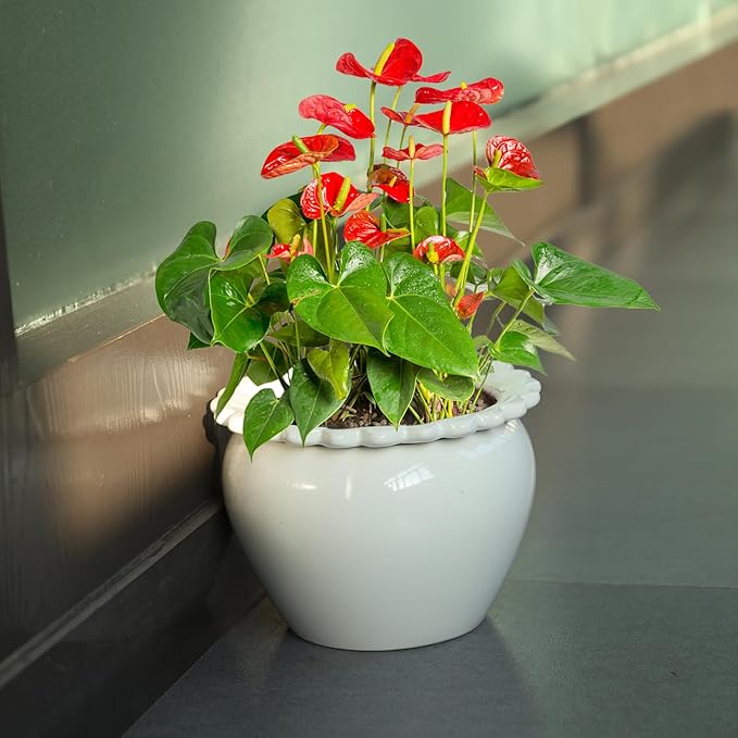 African Violet Pots 8 inch White Ceramic Easy Plant Self Watering Pot Ceramic Flowerpot with Water Absorbing Inner Pot Orchid Planter for Best Gifts Lawn Yard Outside Decor