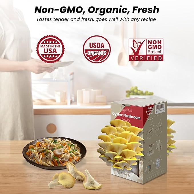 inbloom Large Organic Golden Oyster Mushroom Growing Kit (4 lbs), Double-Side Yellow Mushroom Grow Kit, MD USA Non-GMO Mushroom Kit, Harvest Mushrooms in 10 Days at Home, Indoor Gardening for Adults