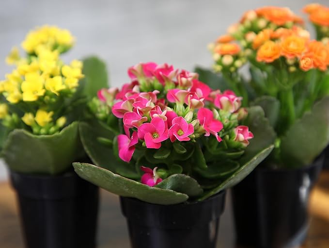 Kalanchoe Flower Plants 3PK, Desk Plant Decor, Live Succulent Gifts for Plant Lovers Gift Ideas, Kalanchoe Plants Live Houseplants Live Indoor, Live Succulents Plants Live Flowers by Plants for Pets