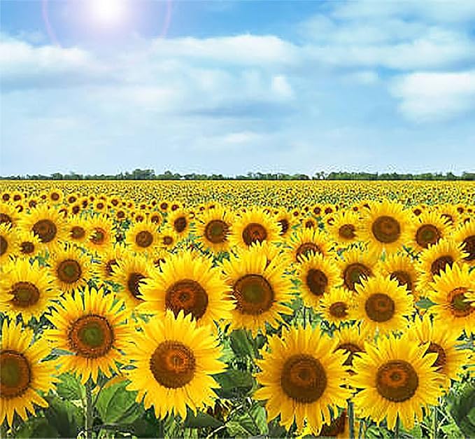 Rouge Royale Sunflower Seeds - Red Sunflower…