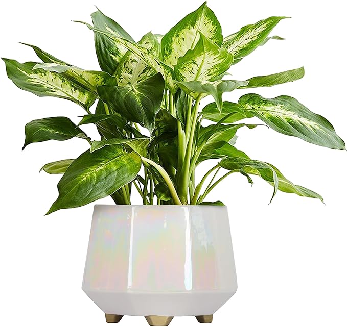 8 Inch Ceramic Planter for Indoor Plants - Plant Pots with Drainage Holes - Modern Minimalist Flower Pot for Succulents and Herbs