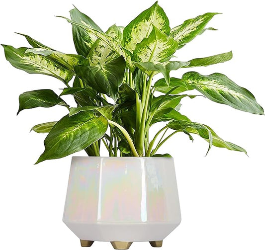 8 Inch Ceramic Planter for Indoor Plants - Plant Pots with Drainage Holes - Modern Minimalist Flower Pot for Succulents and Herbs