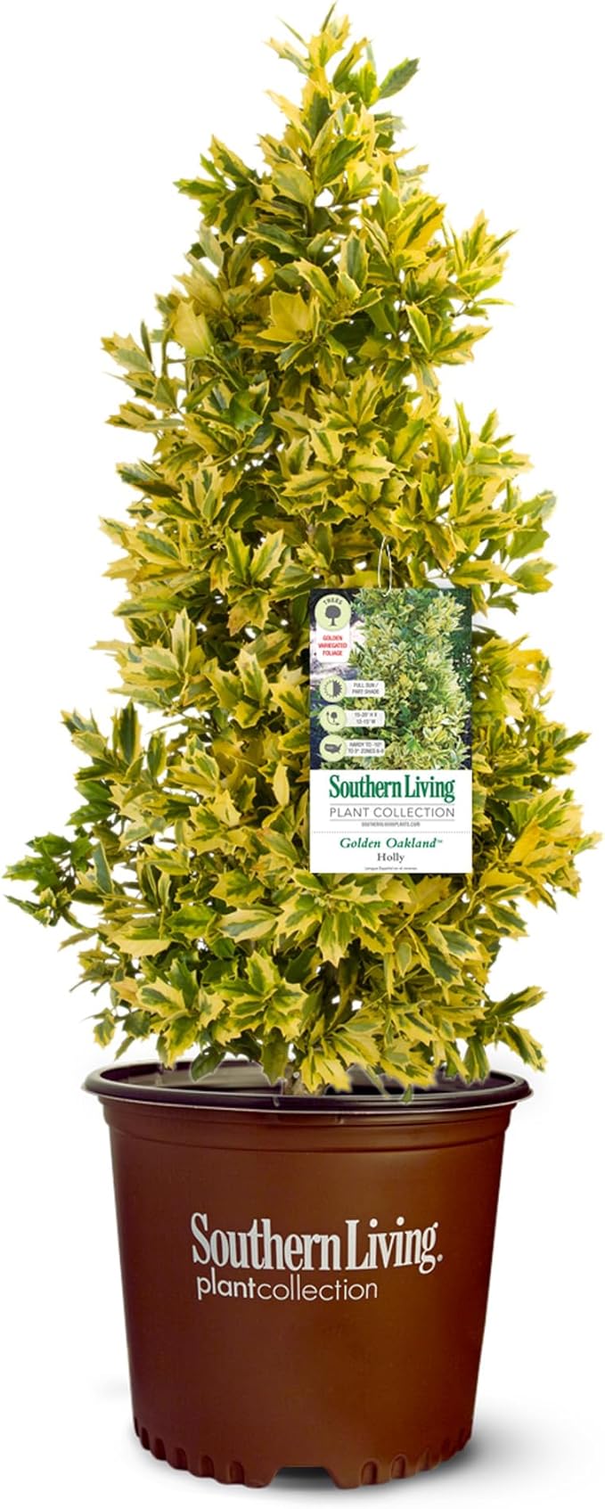 3 Gallon Southern Living Plant Collection Holly Golden Oakland Shrub