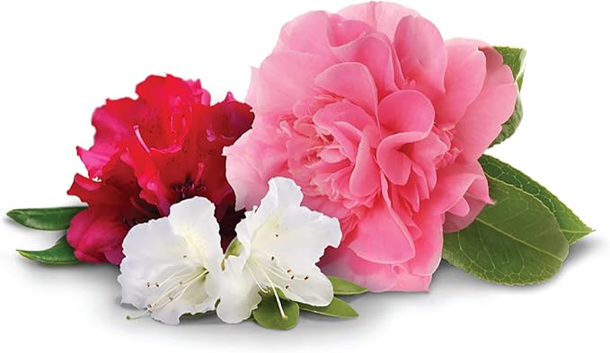 Jobe’s Organics Granular Fertilizer, Organic Fertilizer for Azaleas, Camellias, Rhododendrons, and Other Acid Loving Plants, 4 lbs Bag