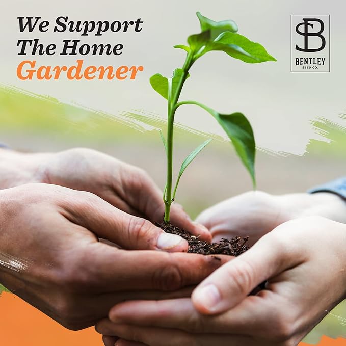 Vintage Look - 25 Individual Forget Me Not Flower Seed Packet Favors - Non GMO - Ready to Give - Bulk Pack of 25