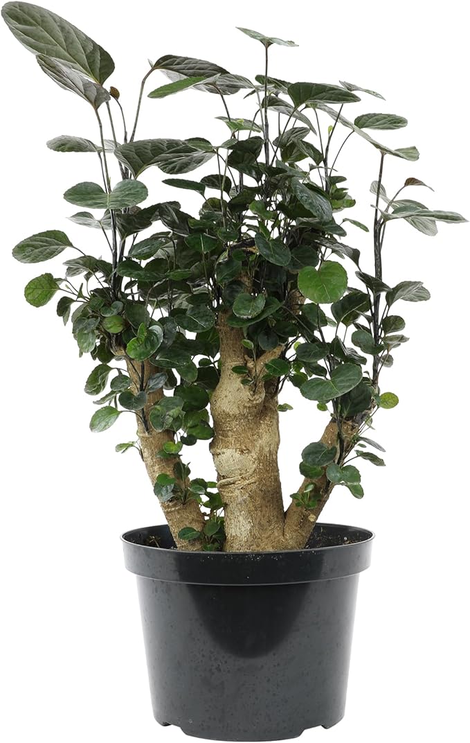 8" Fabian Stump Aralia, Rare House Plants Live Indoor House Plants, Exotic House Plants Indoors Live Plants Indoor, Rare Plants Live Houseplants Live Indoor Plants Live Houseplants by Plants for Pets