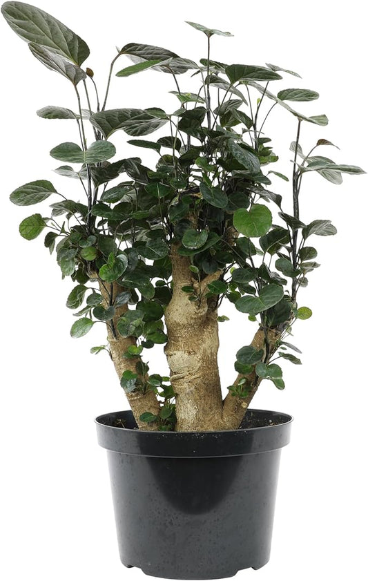 8" Fabian Stump Aralia, Rare House Plants Live Indoor House Plants, Exotic House Plants Indoors Live Plants Indoor, Rare Plants Live Houseplants Live Indoor Plants Live Houseplants by Plants for Pets