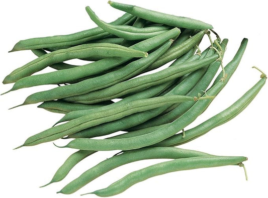 Burpee Blue Lake 274 (Organic) Bush Bean Seeds 2 ounces of seed