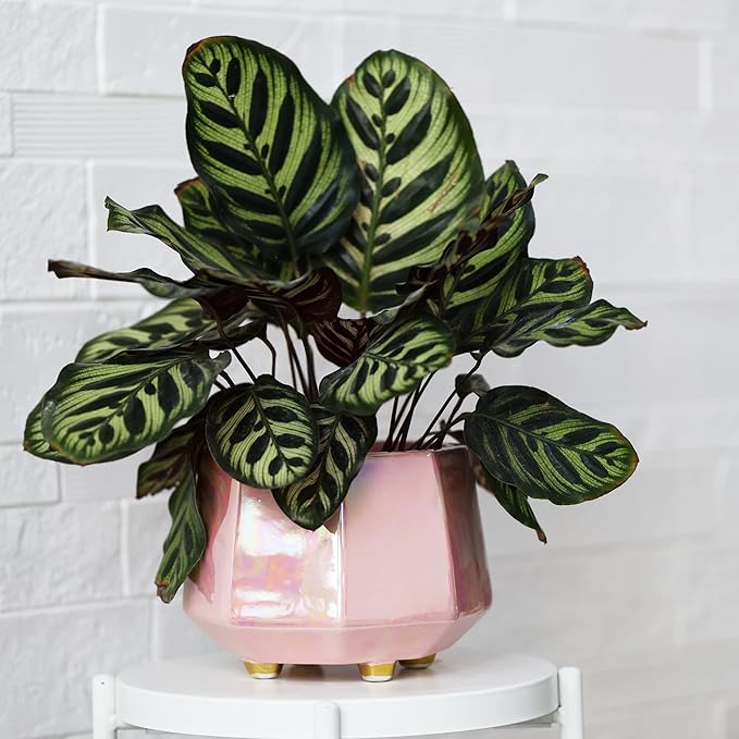 8 Inch Ceramic Planter for Indoor Plants - Plant Pots with Drainage Hole - Modern Minimalist Flower Pot for Succulents and Herbs