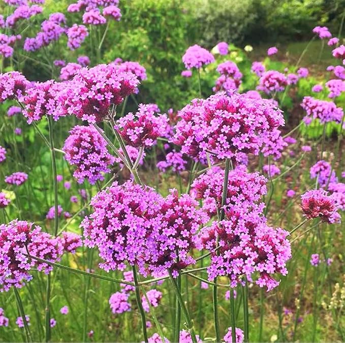 12000 Blue Vervain Flower Seeds Verbena Purpletop Vervain Verbena Officinalis