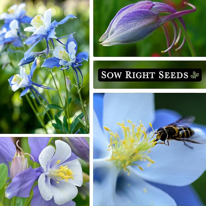 Sow Right Seeds - Blue Columbine Flower Seeds to Plant - Non-GMO Heirloom Packet With Instructions to Plant in Your Garden- Beautiful Perennial Flowers - Attract Hummingbirds, Bees and Butterflies (1)