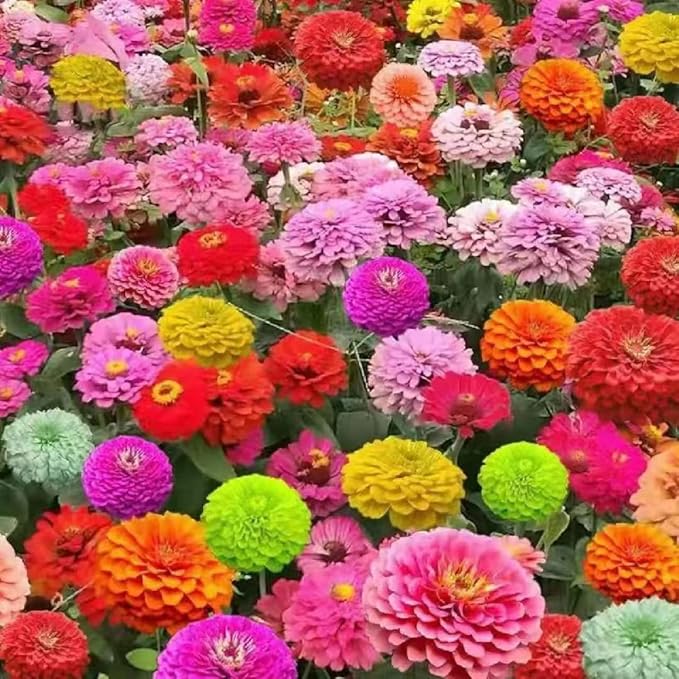 1000+ Mixed Zinnia Seeds for Planting Outdoors, Non-GMO, Heirloom, Beautiful Zinnia Flower Seeds - Attract Bees, Butterflies, Hummingbirds, Pollinators, Easy to Plant and Maintain