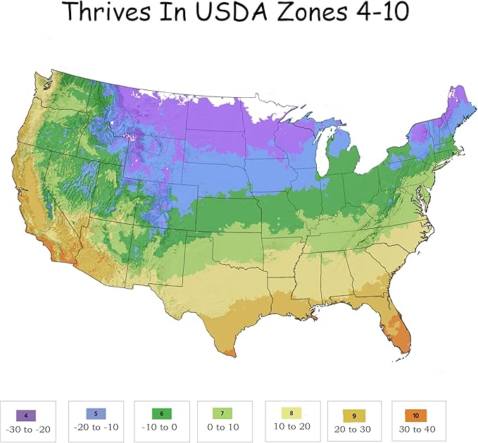 6qt Petite Knockout Red Rose
