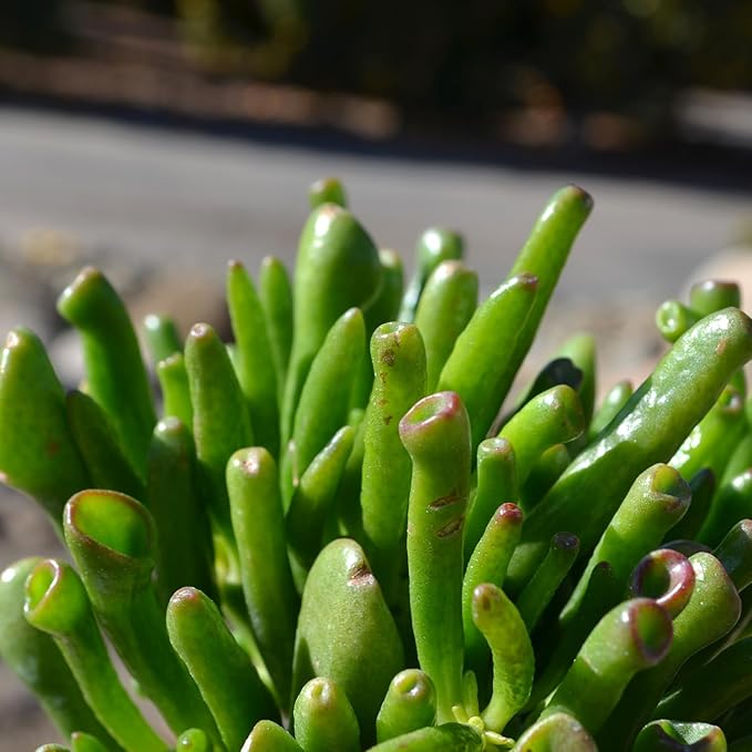 Altman Plants, Bulk Succulents Plants Live Houseplants (20PK), Live Succulents Live Plants Live House Plants Indoors Live, Live Cactus Plants Live Succulent Plants Live Indoor Plants Live Houseplants