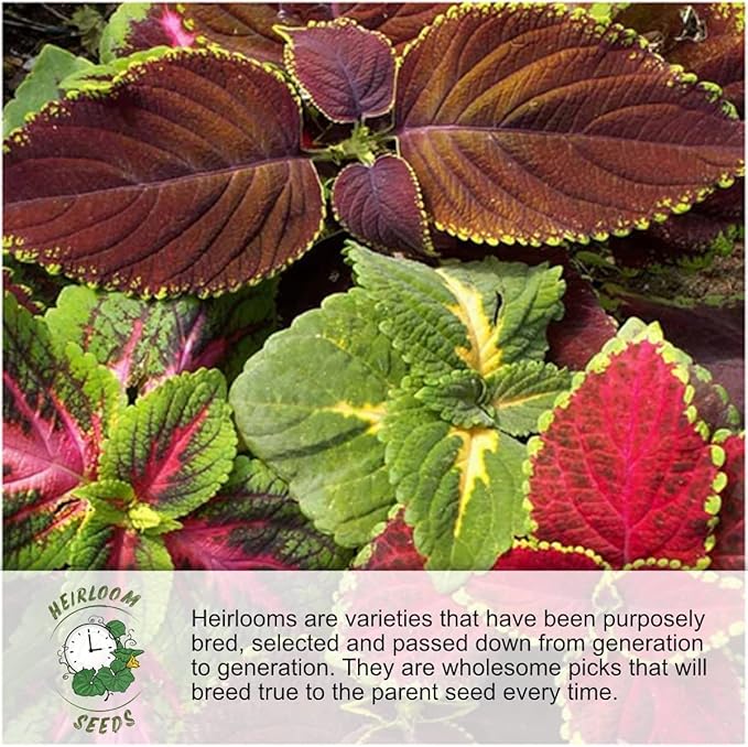 Seed Needs Mixed Peony Poppy Seeds for Planting - Heirloom & Open Pollinated - Colorful Mixture to Plant an Outdoor Butterfly Garden, Attracts Pollinators (1 Pack)