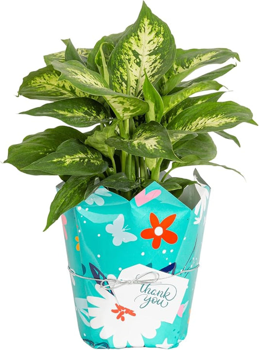 Costa Farms Dieffenbachia, Live Indoor Plant in Thank You Gift Wrap Planter, Potted Houseplant in Potting Soil Mix, Housewarming, Birthday Gift, 12-14 Inches Tall