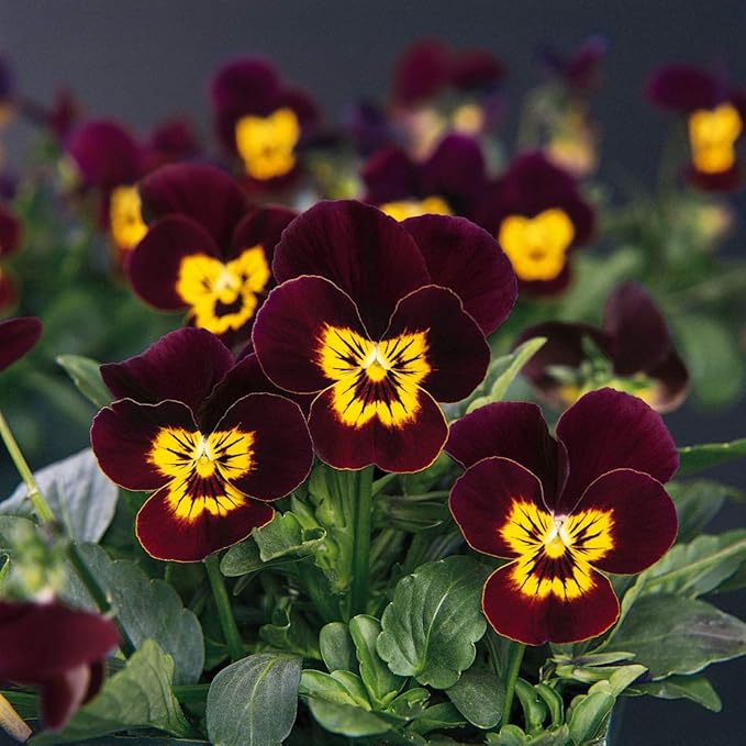 Outsidepride 2000 Seeds Perennial Viola Bambini Flower Seed Mix for Planting