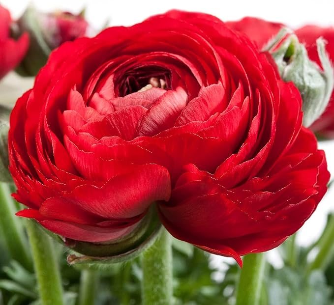 Mixed Peony Ranunculus Bulbs- Persian Buttercup -10 Corms Bulbs Flowering Blooms Perennial Bulbous Root Garden Plant (Red)