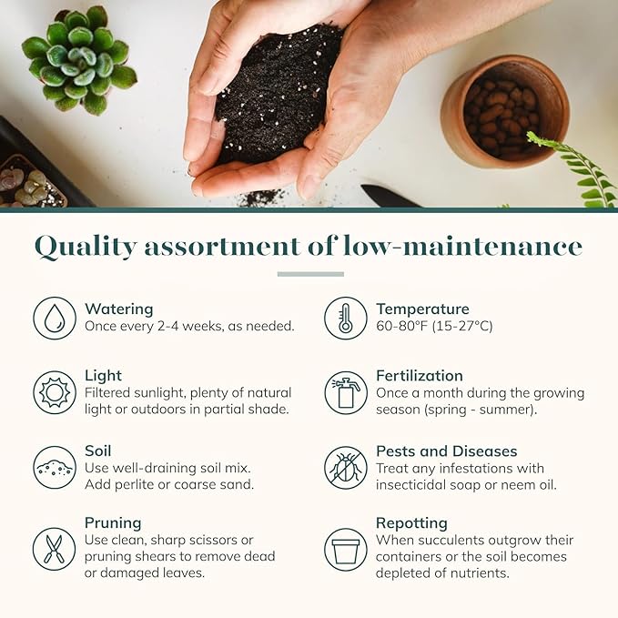 Shop Succulents Rosette Succulent Plant Pack Collection - Live Mini Succulent Plants, Low Maintenance, Floral Shaped Mix of Colors & Textures - Wedding and Party Favors, Gift & Garden, Pack of 20