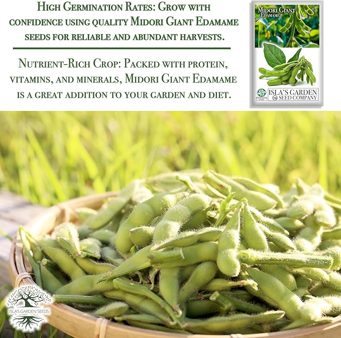 Midori Giant Edamame Seeds for Planting, 25+ Heirloom Seeds Per Packet, (Isla's Garden Seeds), Non GMO Seeds, Botanical Name: Glycine max, Great Home Garden Gift