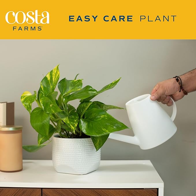Costa Farms Live Pothos Plant (Pack of 4) - Easy Grow Vining Live Indoor Houseplant, Air Purifying Trailing Plant in Plant Pots, Housewarming Gift, Room, Home Decor, 10-12 Inches Tall