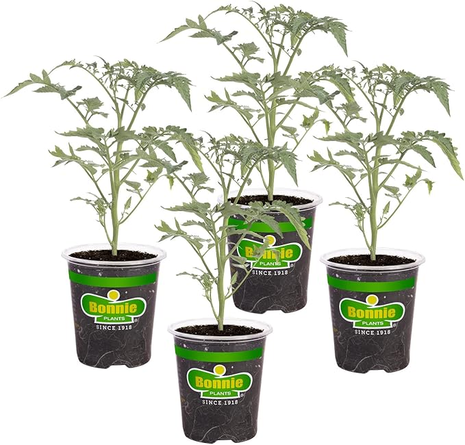 Bonnie Plants 202188 Super Sweet 100 Cherry Tomato, Red