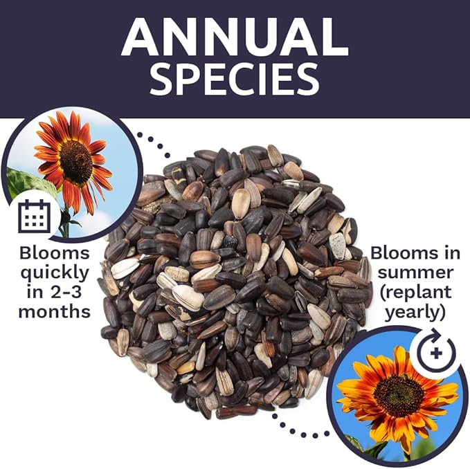 Evening Sun Sunflower Seeds - Extra Large 1 Ounce Packet - Over 1,200 Fresh Open Pollinated Non-GMO Flower Seeds - Helianthus annus - Large Glowing Blooms