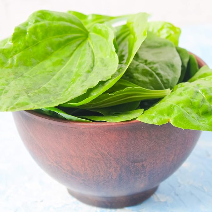Outsidepride 5000 Seeds Perennial Common Green Plantain Herb Garden Seed for Planting
