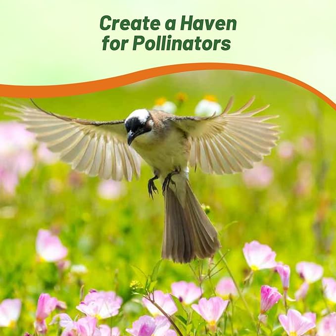 Outsidepride 1/2 lb. Perennial Oenothera Speciosa Showy Evening Primrose Wild Flower Seeds for Planting