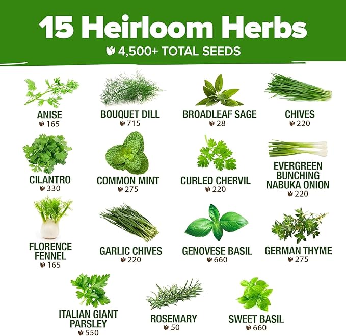 HOME GROWN 15 Culinary Herb Seeds - Heirloom & Non GMO - High Germination Rate - Seeds for Planting Indoor Hydroponic or Outdoor Garden | Gardening Gift Men Women Gardeners Basil, Cilantro, Mint