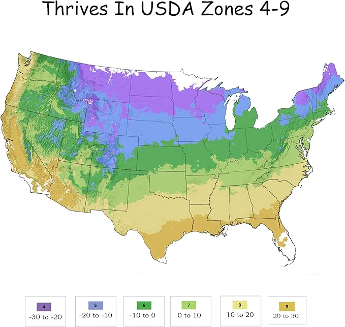 2 Gallon Proven Winners Hydrangea Let's Dance Can Do Shrub