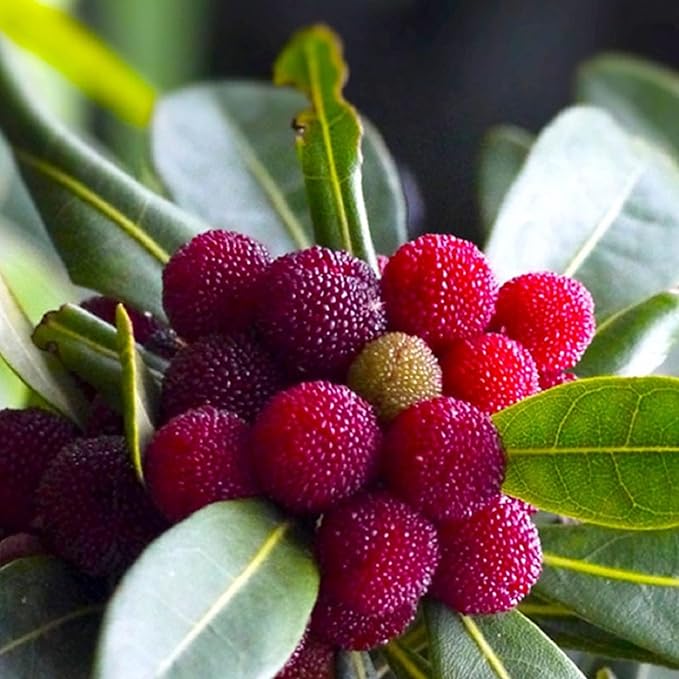 CHUXAY GARDEN 10 Seeds Bayberry Plant,Wax Myrtle Dense Deciduous Shrub Rare Striking Landscaping Plant