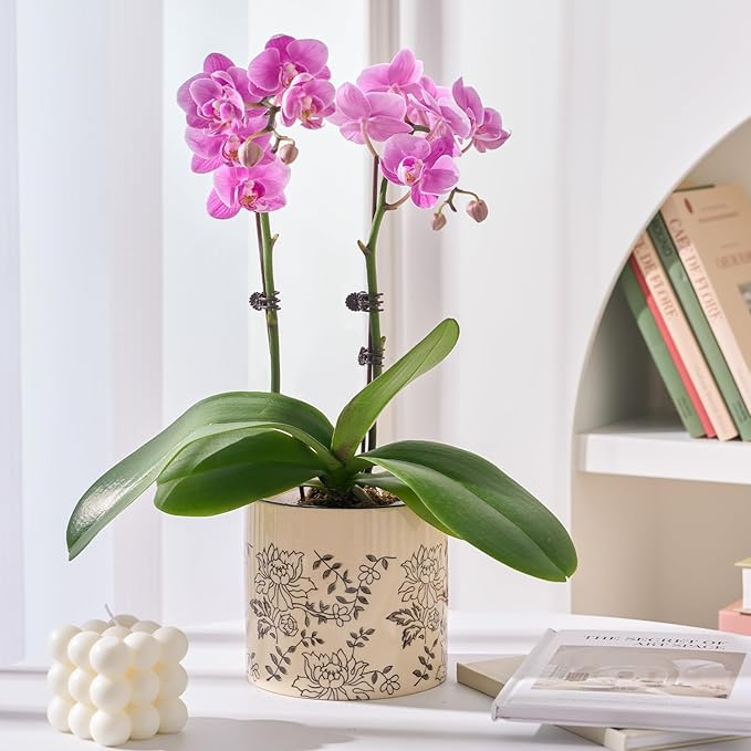 Indoor Ceramic Plant Pots with Drainage Holes 5 Inch Cute Succulent Flower Pots Small Orchid Planter Pots for Indoor Plants Garden Pots, Peony