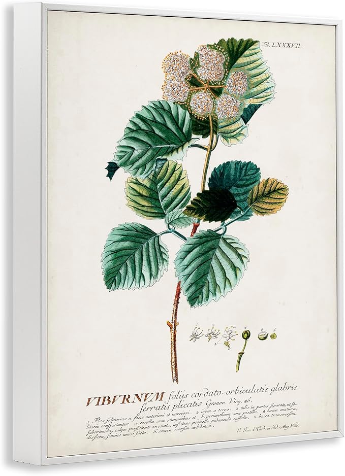 Stupell Industries Botanical Plant Illustration Seeds Vintage Design, Design by World Art Group, White Framed, 24 x 30