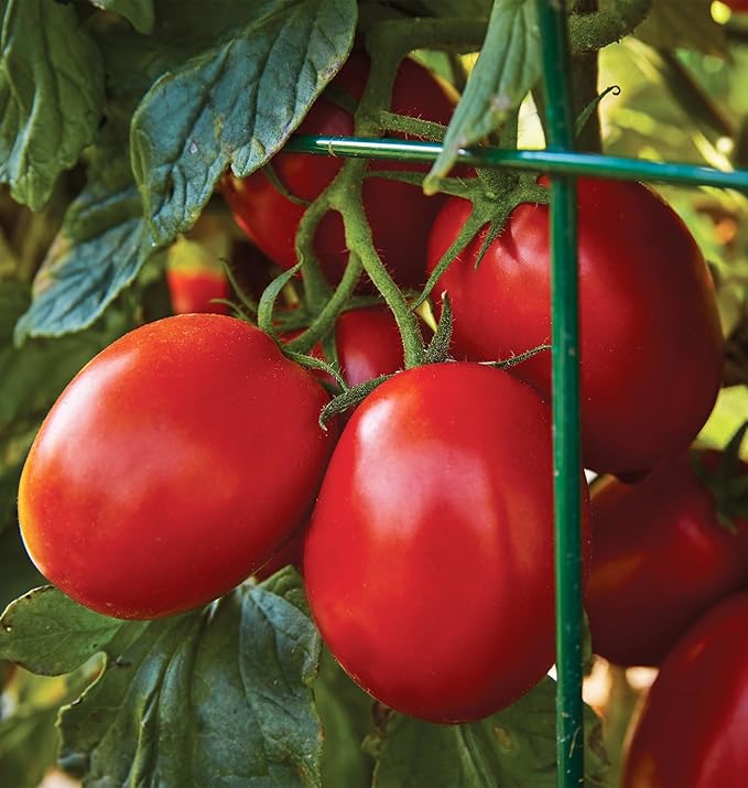 Burpee 'Roma' Organic, Red Sauce & Paste Tomato, 250 Non-GMO Seeds