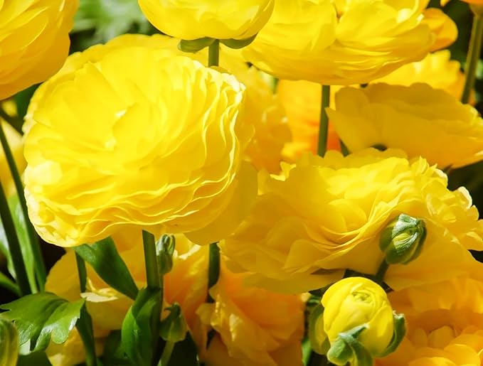 Mixed Peony Ranunculus Bulbs- Persian Buttercup -10 Corms Bulbs Flowering Blooms Perennial Bulbous Root Garden Plant (Yellow)