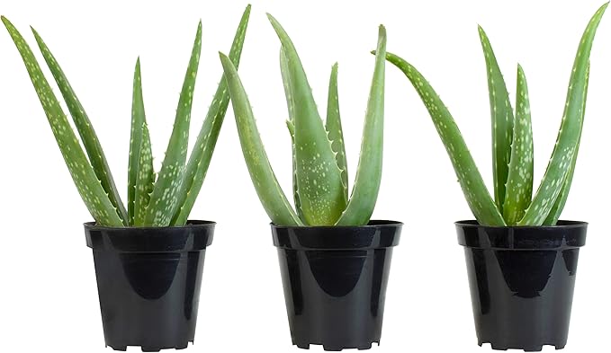 Aloe Vera Plant Live Succulent Plants (3 Pack), Live Aloe Vera Plant Succulents, Live Aloe Plant in Aloe Plant Pot, Aloe Plants Live Indoor Plants, Succulents Live House Plants by Plants for Pets