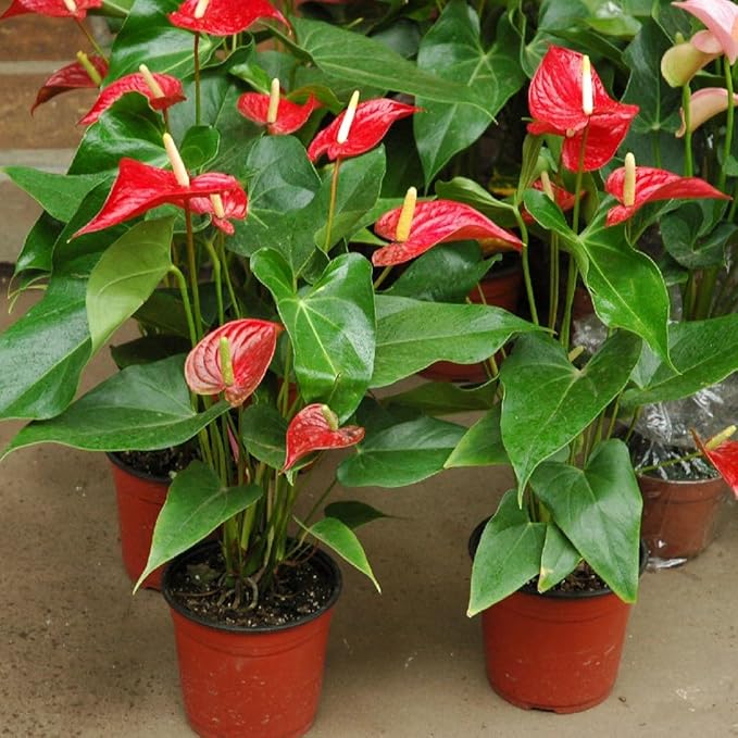 Anthurium Potting Mix - Unleash The Full Potential of Your Indoor Garden - 20 QUARTS