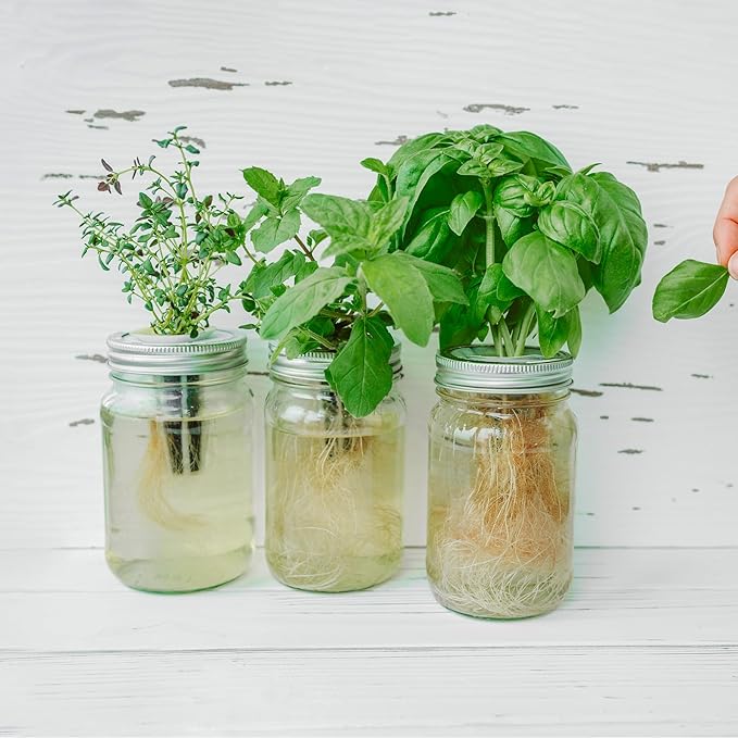 25 Varieties Vegetable & Herb Seeds for Planting, 10,000+ Heirloom Culinary Veggie Herb Seeds Collection Gift Pack, Non-GMO Herb Seed Garden Kit for Indoor Outdoor Growing, Home Fresh Food Supply