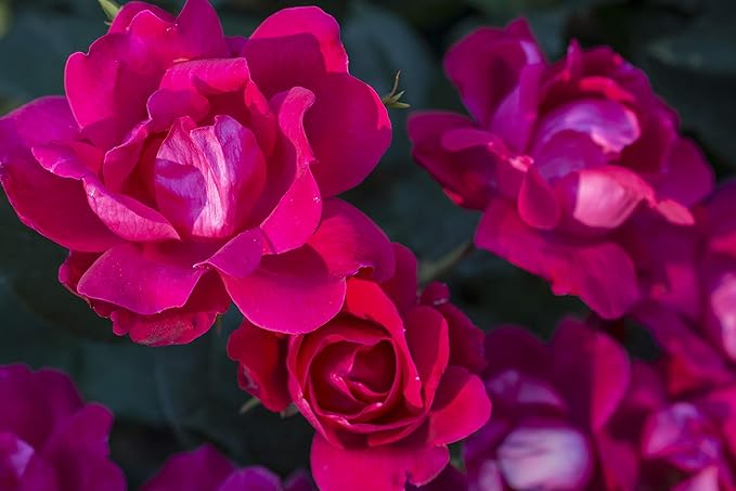 Green Promise Farms Rosa `Knock Out` (Reblooming) Rose, #3 Size Container, red flower