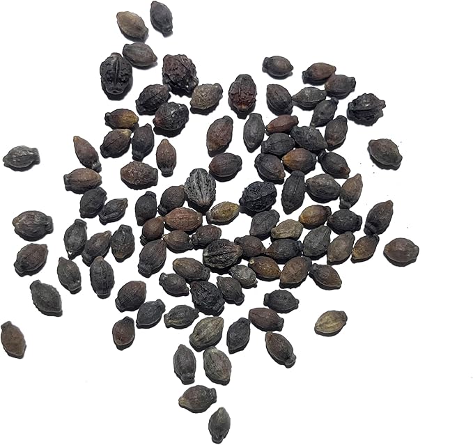 Seed Needs, Mixed Four O Clock Seeds - 60 Heirloom Seeds for Planting Mirabilis Jalapa - Attracts Hummingbirds, Butterflies & Other Pollinators (1 Small Pack)